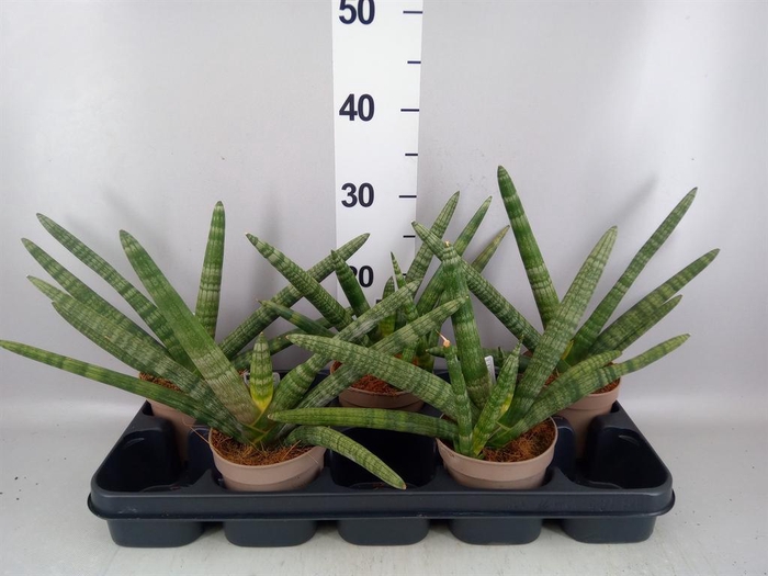 <h4>Sansevieria cyl. 'Handshake'</h4>