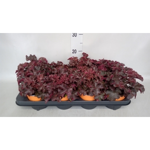 Heuchera   ...