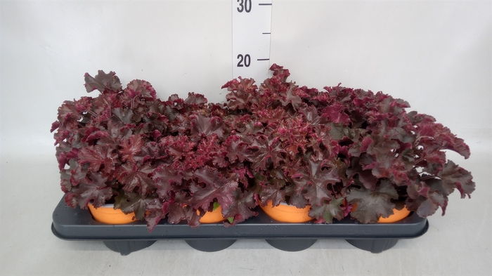 <h4>Heuchera   ...</h4>