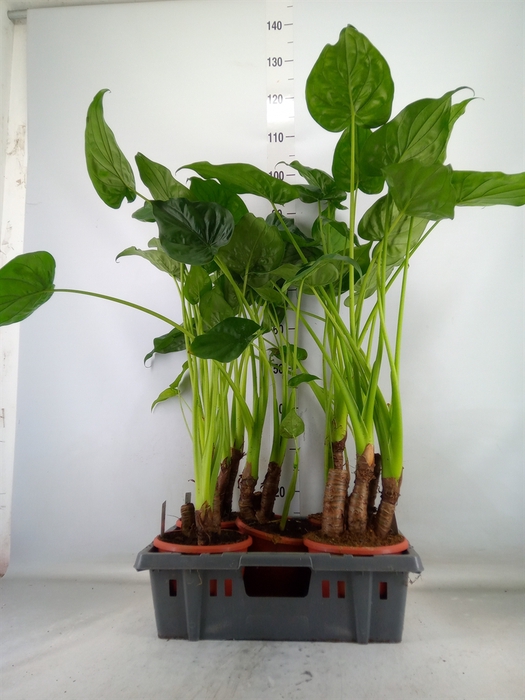 <h4>Alocasia cucullata</h4>