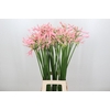 Nerine Casandra