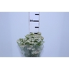 ACHILLEA MILLEFOLIUM BRANCA 060 CM