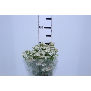 ACHILLEA MILLEFOLIUM BRANCA 060 CM