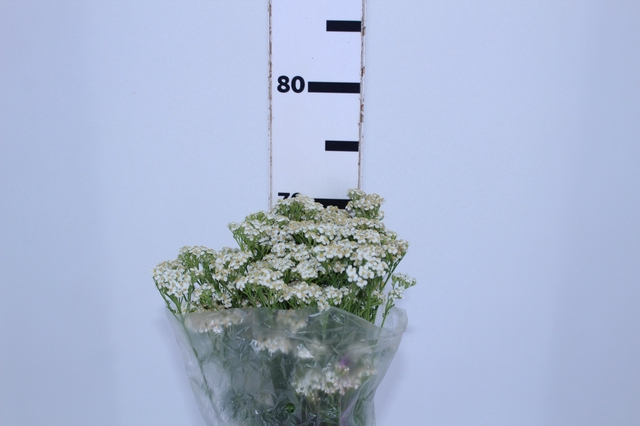 <h4>ACHILLEA MILLEFOLIUM BRANCA 060 CM</h4>