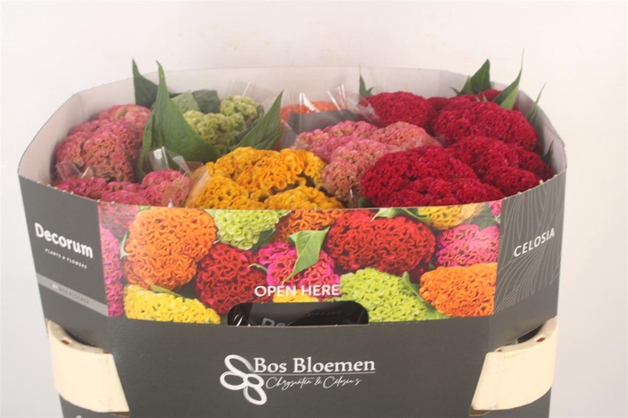 <h4>Celosia Reprise Mix In Bucket</h4>