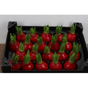 Wax Hyacinth Rood Kerst