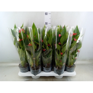 Anthurium andr. 'Mill Flowers Red'