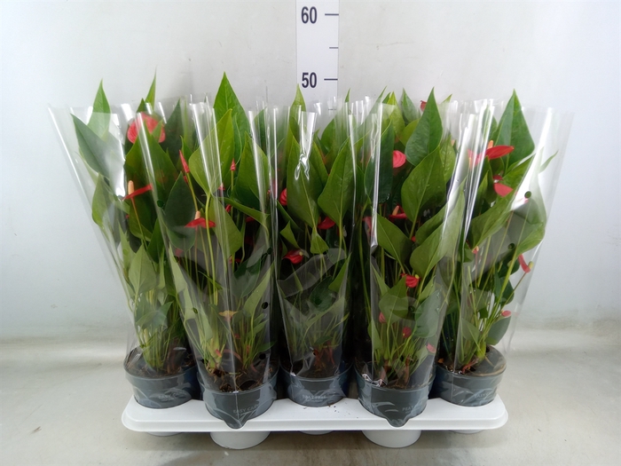 <h4>Anthurium andr. 'Mill Flowers Red'</h4>