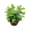 PEPEROMIA GOLDEN C21