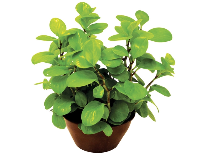 PEPEROMIA GOLDEN C21