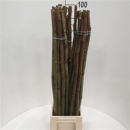 <h4>Polygonium 100 Cm</h4>