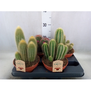 Cactus   ...mix