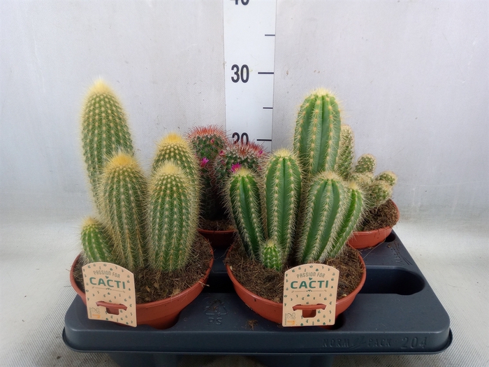 <h4>Cactus   ...mix</h4>