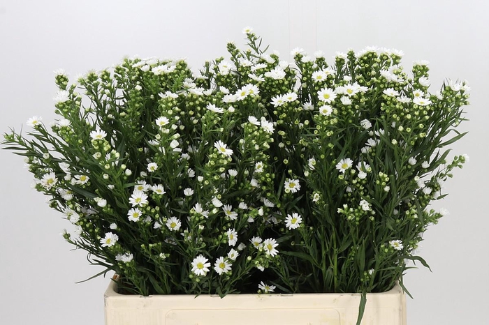 <h4>Aster Paquita</h4>