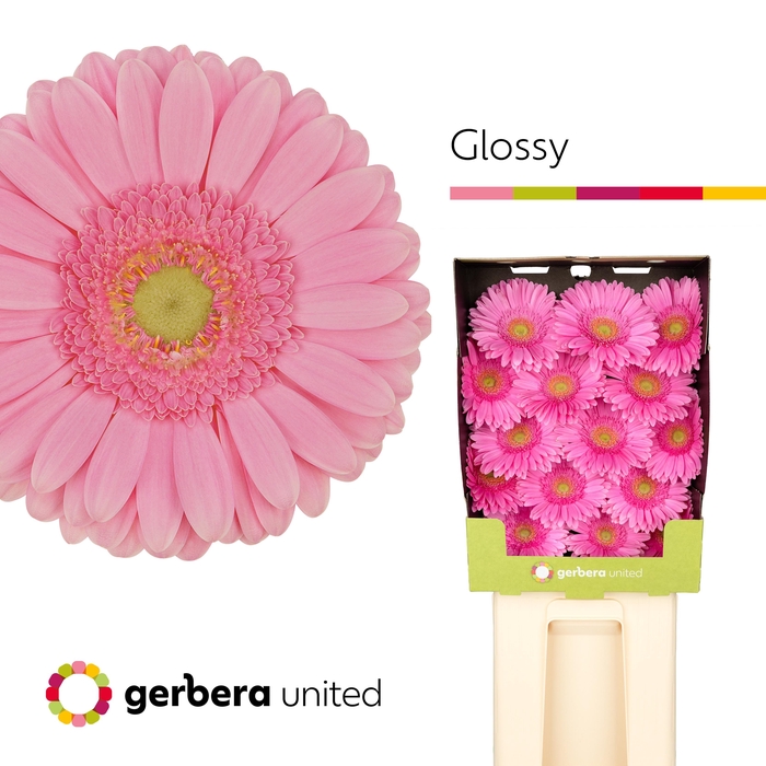 <h4>Gerbera Glossy Diamond</h4>