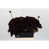 Dahlia Black Destiny