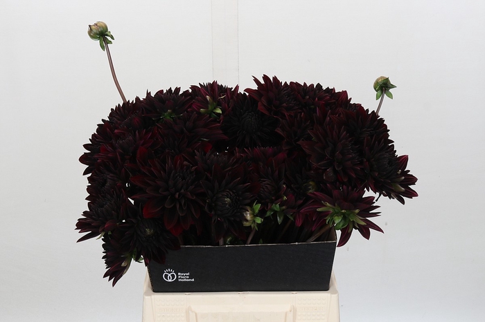 Dahlia Black Destiny