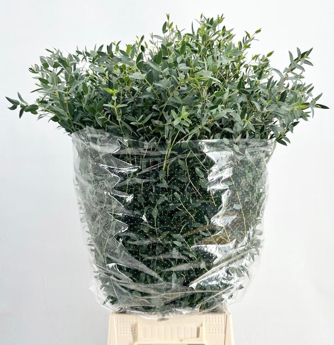 <h4>EUCALYPTUS PARVIFOLIA</h4>