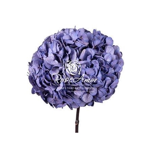 Hydrangea Xl Vio04