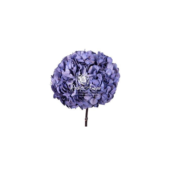 <h4>Hydrangea Xl Vio04</h4>