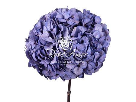 Hydrangea Xl Vio04