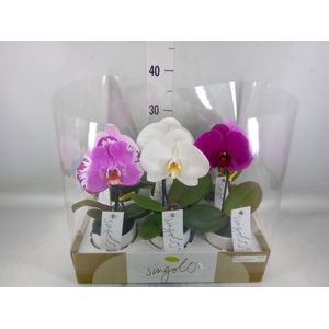 Phalaenopsis   ...mix
