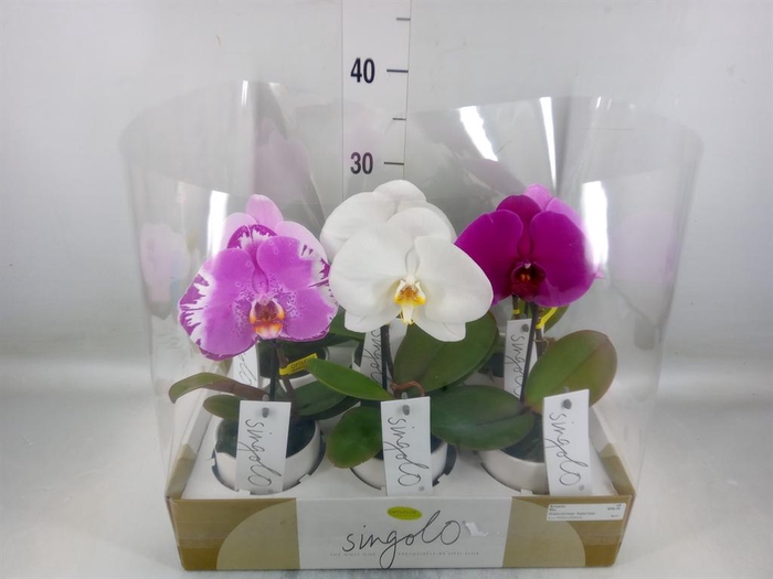 <h4>Phalaenopsis   ...mix</h4>