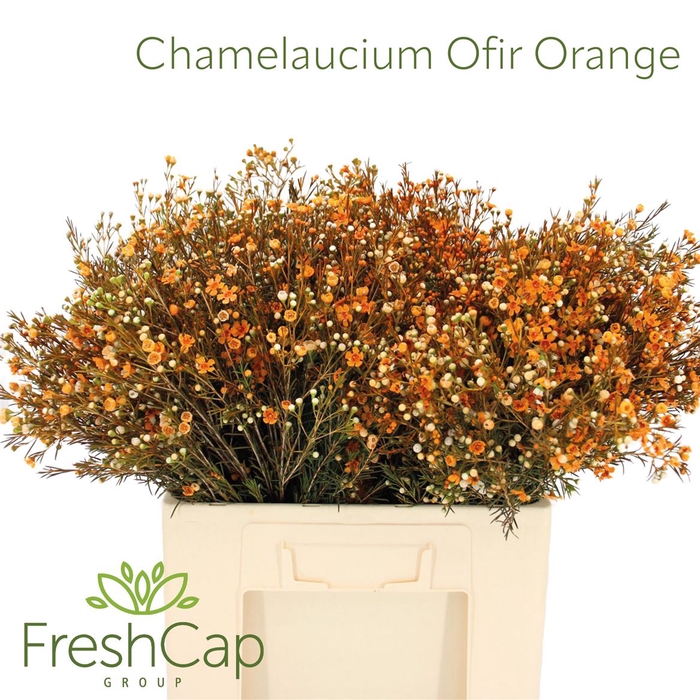 <h4>Chamelaucium Ofir Orange</h4>