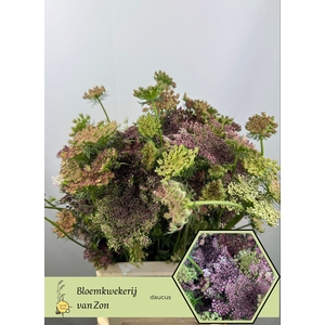 Daucus Carota Dara Frank Van Zon
