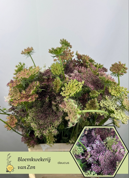 <h4>DAUCUS CAROTA DARA</h4>