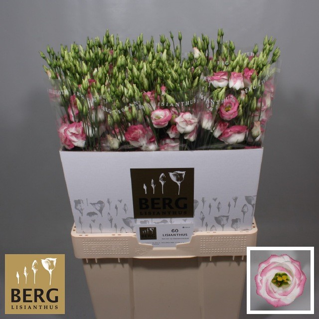 <h4>Lisianthus Rosita Hot Lips</h4>