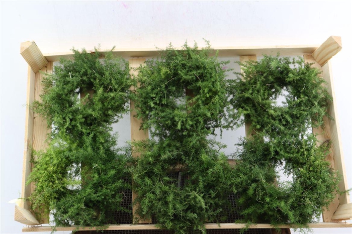 <h4>Wr Asparagus 20cm</h4>