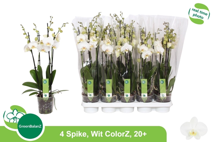 <h4>PHAL OV WIT</h4>