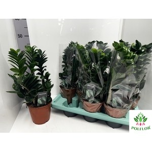 Zamioculcas Zenzi 14Ø 40cm 4