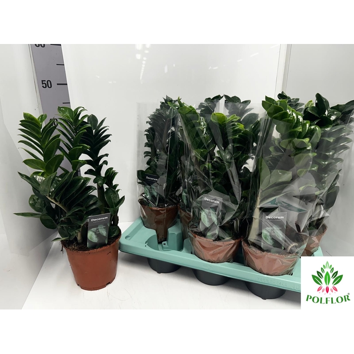 <h4>Zamioculcas Zenzi 14Ø 40cm 4</h4>