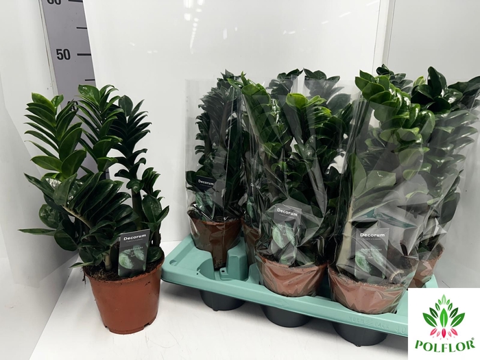 Zamioculcas Zenzi 14Ø 40cm 4