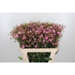 Saponaria Roze