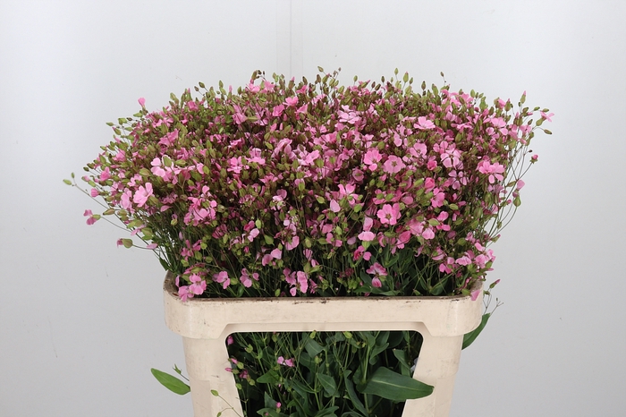 <h4>Saponaria Roze</h4>