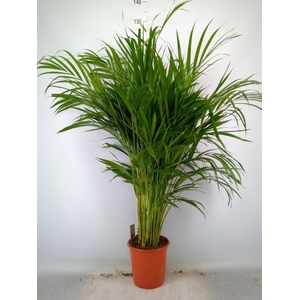 Dypsis lutescens   ...Chrysalidoca