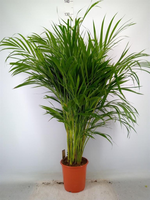 <h4>Dypsis lutescens   ...Chrysalidoca</h4>