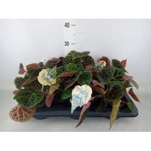 Begonia BD ferox