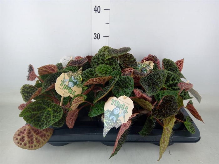 <h4>Begonia BD ferox</h4>