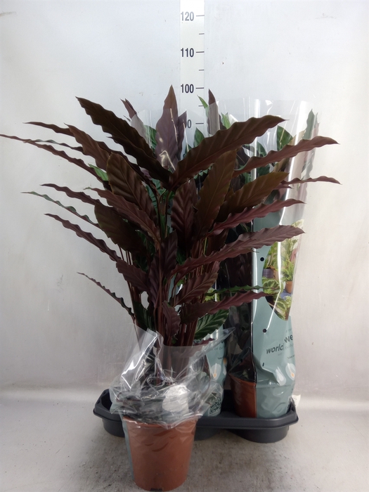 <h4>Calathea rufibarba</h4>