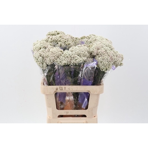 Ozothamnus White 60cm