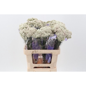 Ozothamnus White 60cm