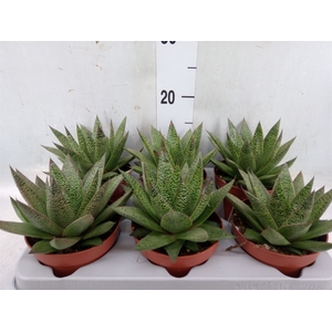 Gasteria