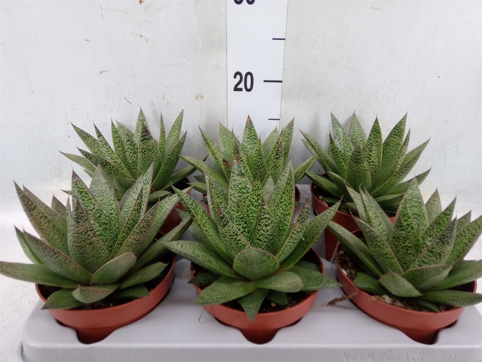 <h4>Gasteria</h4>