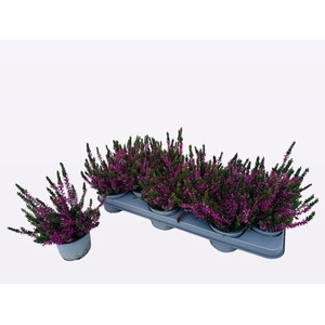 !! PROMO !! CALLU WIBOS RED