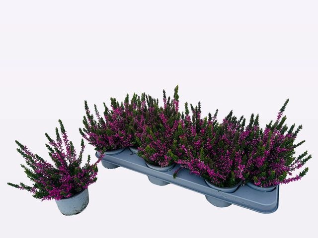 <h4>!! PROMO !! CALLU WIBOS RED</h4>