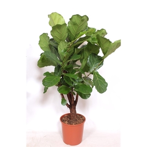 Ficus lyrata